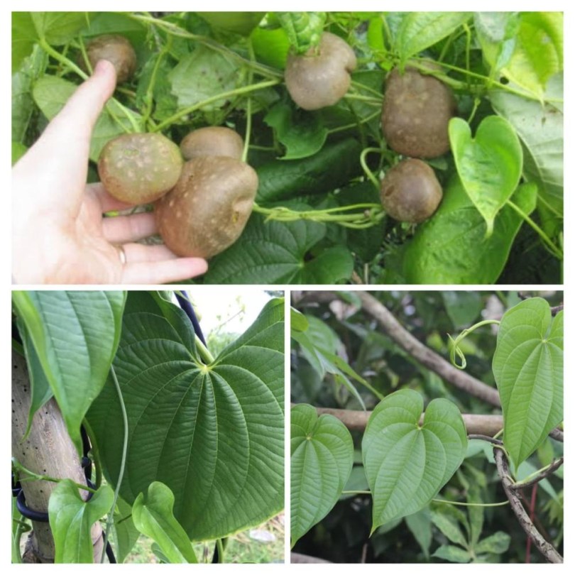 Jamsz válogatás - Dioscorea válogatáscsomag, Dioscorea ssp., vetőmag, akció, kedvezmény